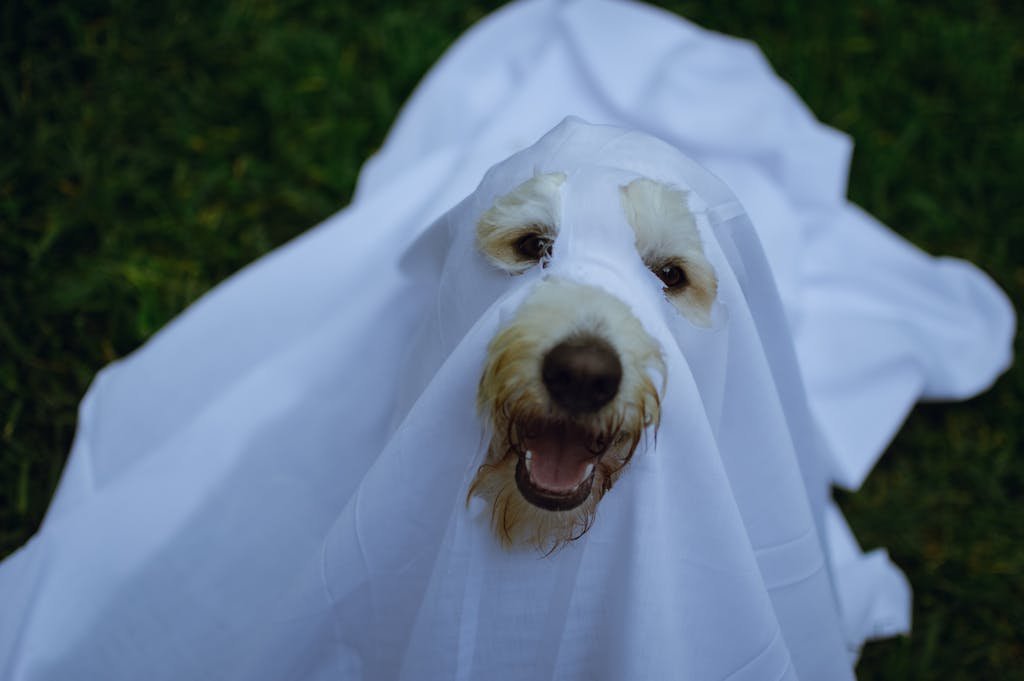 A dog playfully dressed in a white ghost costume, outdoors on grass. Perfect for Halloween themes.